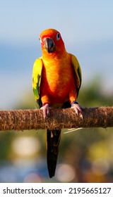 Orange Sun Conure Bird Standing On The Rope Beam