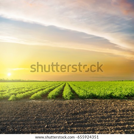Orange sunset in clouds over green agriculture field with tomatoes. South Ukraine agriculture field.