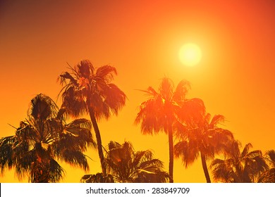 Orange sunset over palm trees 