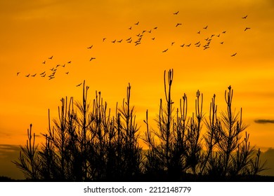 Orange Sunset Over The Treetops