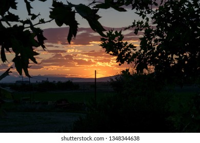 orange sunset through tree leafs