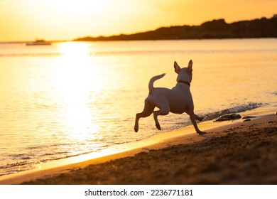 Orange sunset. White dog breed Parson Russell Terrier runs along the beach near the water. - Powered by Shutterstock