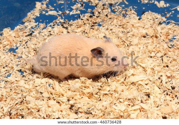 hamster shavings