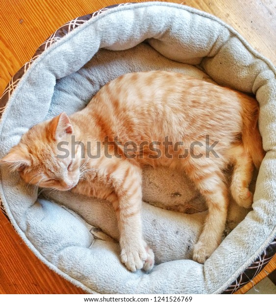 orange bobtail cat