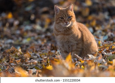 orange tabby cat in autumn