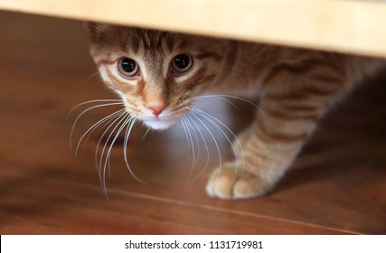 Orange tabby cat cautious looks out from under hiding place - Shutterstock ID 1131719981