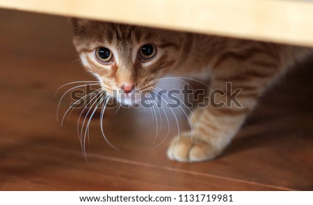 Orange tabby cat cautious looks out from under hiding place