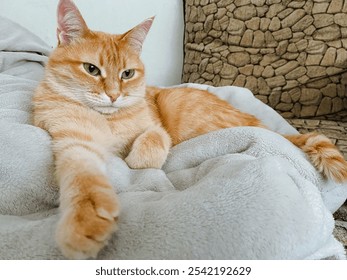 An orange tabby cat is comfortably laying on a soft white blanket, enjoying its rest and warmth in a cozy spot, showcasing its lovely features, including its long whiskers and bushy tail - Powered by Shutterstock