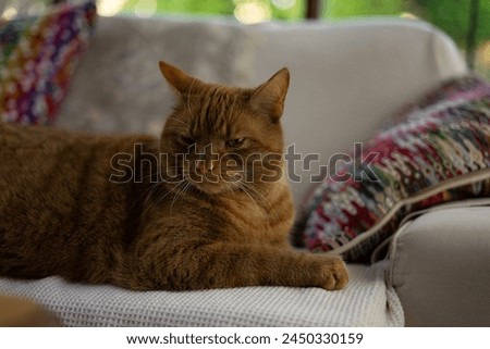 An orange tabby cat is comfortably laying on a white couch, enjoying a relaxed moment in a cozy indoor setting sunroom furry whiskers ears upset angry kitty pussycat paws green eyes pink nose