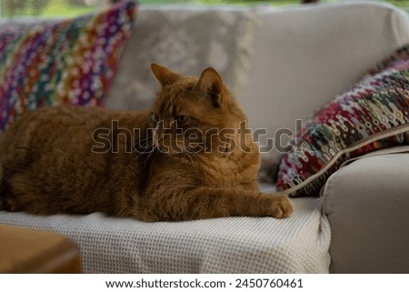 An orange tabby cat is comfortably laying on a white couch, enjoying a relaxed moment in a cozy indoor setting sunroom furry whiskers ears upset angry kitty pussycat paws green eyes pink nose
