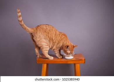 Orange Tabby Cat Drinking Milk Out Of A Glass Bowl