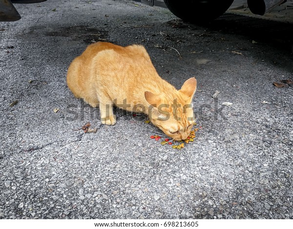 Orange tabby cat eating\
food.