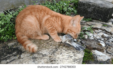 Orange tabby cat intensely devouring a bird it caught outdoors, showcasing its natural predatory instincts on a stone surface.