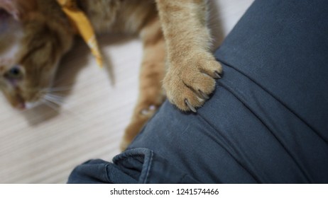 An Orange Tabby Cat Knead Owner Lap With Paws.