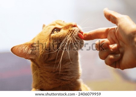 Orange tabby cat licks peanut butter off a woman’s hand for a closeup portrait