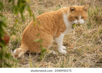 An orange tabby cat locked in a fierce, intense stare, its eyes brimming with a primal energy. This powerful image encapsulates the essence of a predator poised for action, embodying a wild spirit. - Powered by Shutterstock