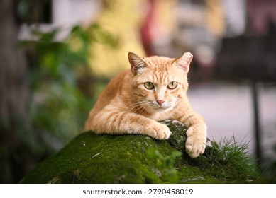 An orange tabby cat lying down on a green mossy rock and looking forward