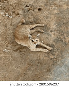 Orange tabby cat lying down on the ground