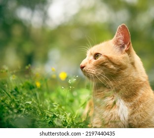 Orange Tabby Cat Outside In The Grass And Staring Off The Side.