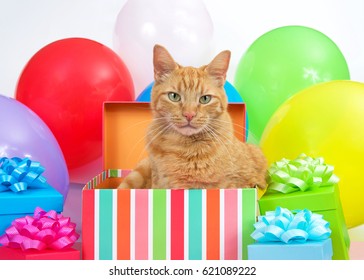 Orange Tabby Cat Peaking Out Of A Birthday Box, Surrounded By Colorful Presents And Bright Balloons. Surprise Party.