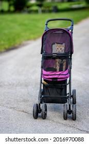 Orange Tabby Cat In A Pet Stroller