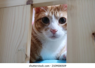 Orange Tabby Cat Playing And Playing