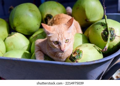 An Orange Tabby Cat Playing With Coconuts In The Cart