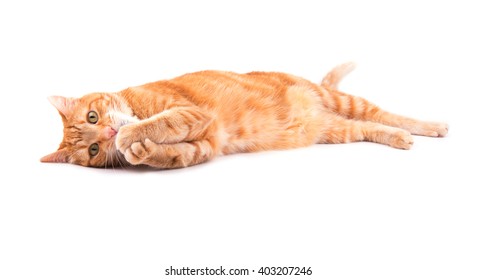 Orange tabby cat playing, holding his paws on his mouth, on white background