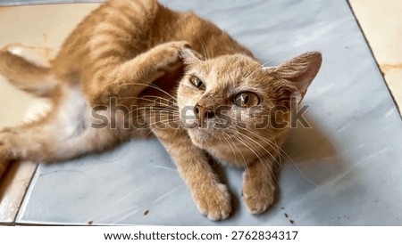 Orange Tabby Cat Scratching Ear While Lying on Tiled Floor