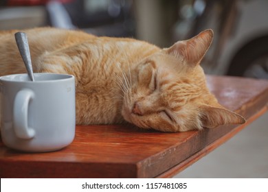 An orange tabby cat is sleeping beside a white coffee cup