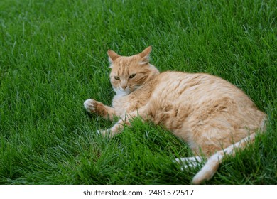 An orange tabby cat stretches in grass - Powered by Shutterstock