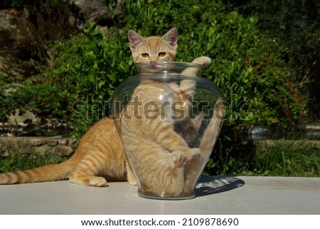 Orange tabby cat stuck inside a glass flower vase pressing pink toes against sides
