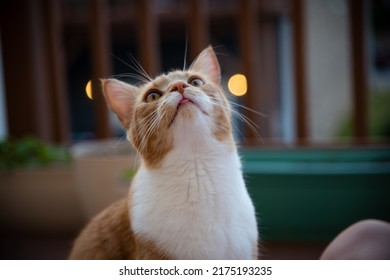 Orange Tabby Cat Tongue Fluffy