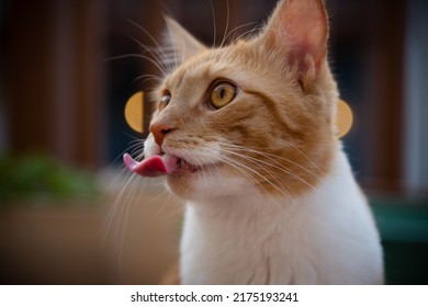 Orange Tabby Cat Tongue Fluffy
