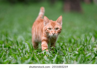 Orange tabby cat walking in the grass - Powered by Shutterstock