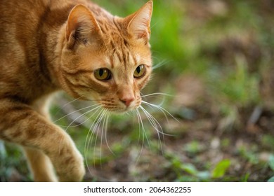 Orange Tabby Cat Walking Outside In The Grass