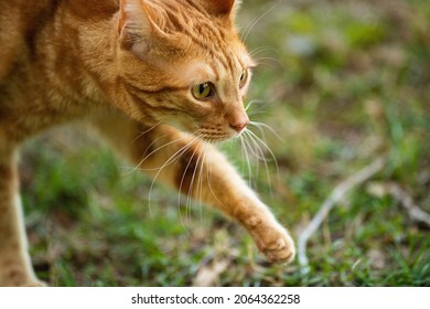 Orange Tabby Cat Walking Outside In The Grass