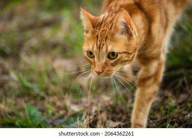 Orange Tabby Cat Walking Outside In The Grass