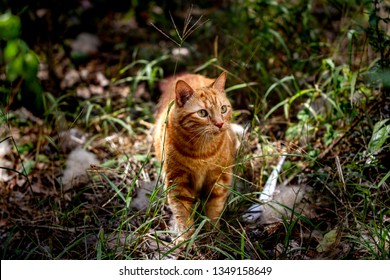 Orange Tabby Cat Walking Through the Wilderness