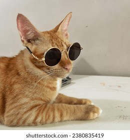 Orange tabby cat wearing sunglasses. - Powered by Shutterstock