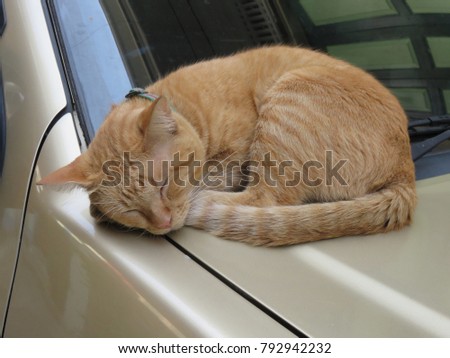 Orange Tabby Cat with white whiskers and 'M' mark on its forehead is sleeping on the car bonnet