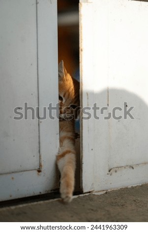 Image, Stock Photo The Hidden Cat Beautiful