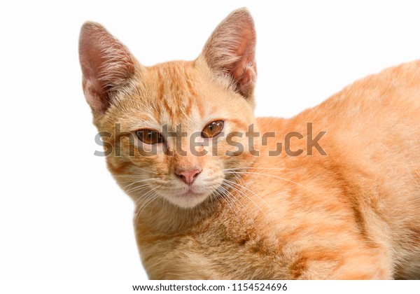 Orange Tabby Domestic Shorthair Cat Lyingorange Stock Photo Edit