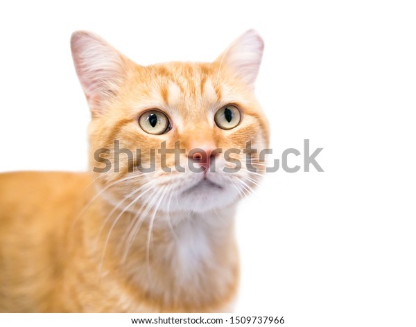 Orange Tabby Domestic Shorthair Cat Left Stock Image Download Now