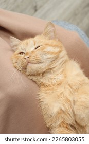 An orange tabby kitten happily lying on its owner's knees and resting. Domestic cats. Family life activities. Mental health and care about each other with a cat.