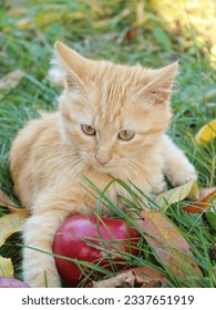 An orange tabby kitten sitting in the autumn garen near apples and yellow leaves. Harvest season in September banner. Seasonal photos of cats outdoors. Cute cat in the village during fall.