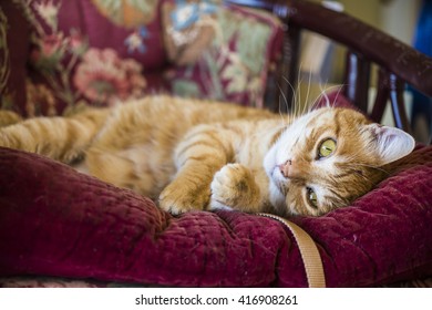 Orange tabby male cat playfully lying on a purple mauve antique or vintage chair - Powered by Shutterstock