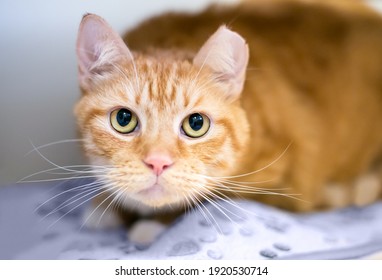 An orange tabby shorthair cat with its left ear tipped, indicating that it has been spayed or neutered