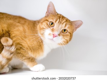 An orange tabby shorthair cat with its left ear tipped, indicating that it has been neutered and vaccinated as part of a Trap Neuter Return program
