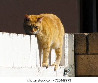 Orange Tabby Straddling The Fence